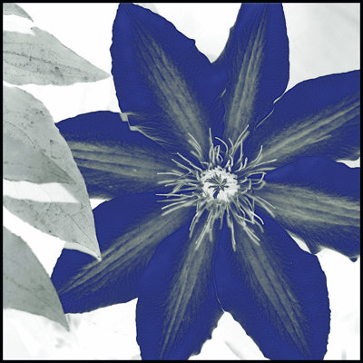 Indigo Star III by Sharon Chandler - Wrapped Canvas Painting