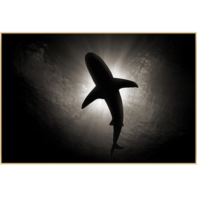 Requin calme 1