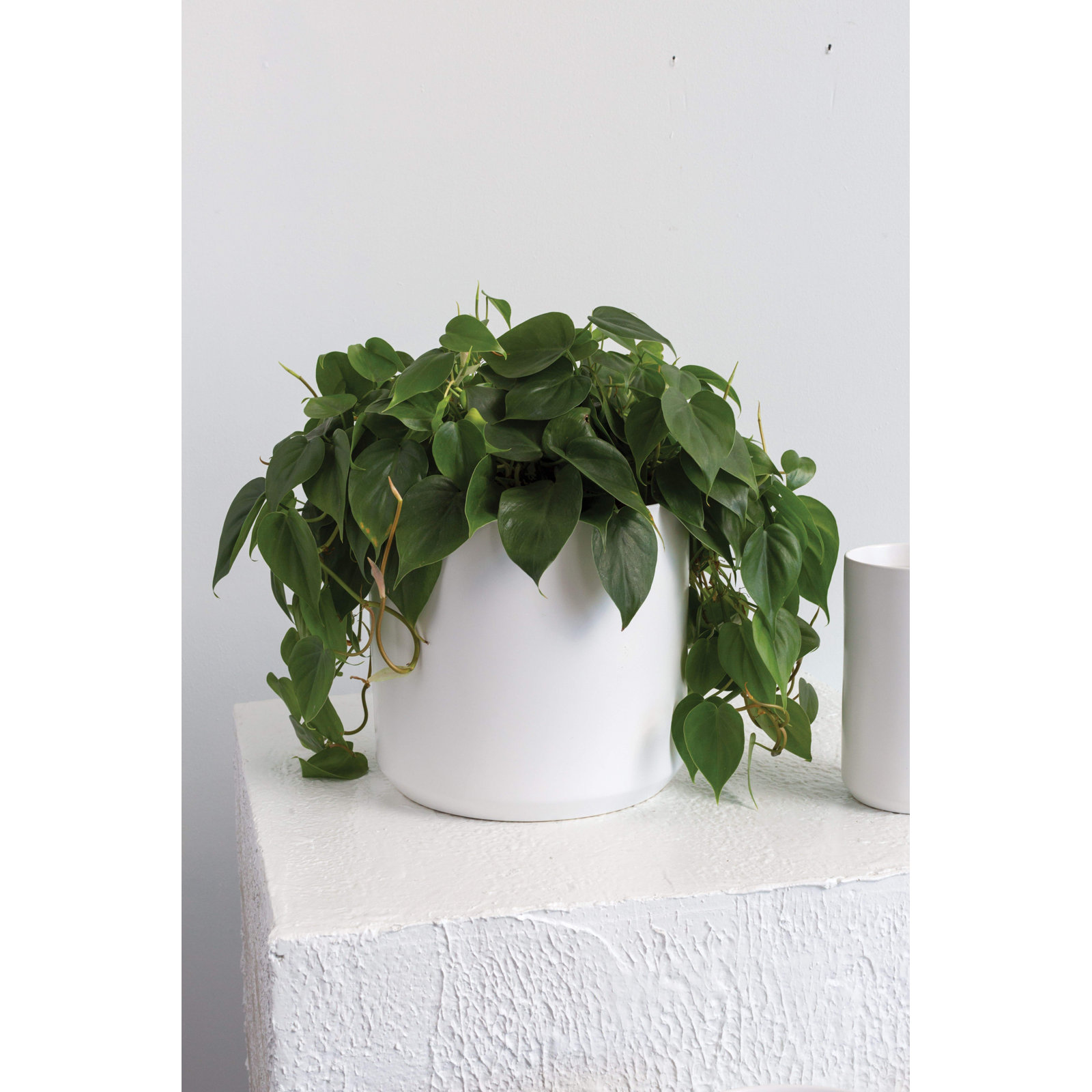 Parsons 12" Ceramic Pot Planter, White, 10" H x 10.75" W x 10.75" D