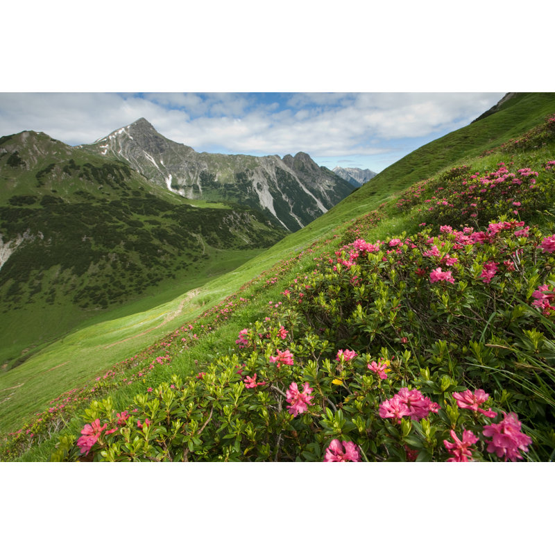 Mountain Azalea by Wingmar, 20" H x 30" W