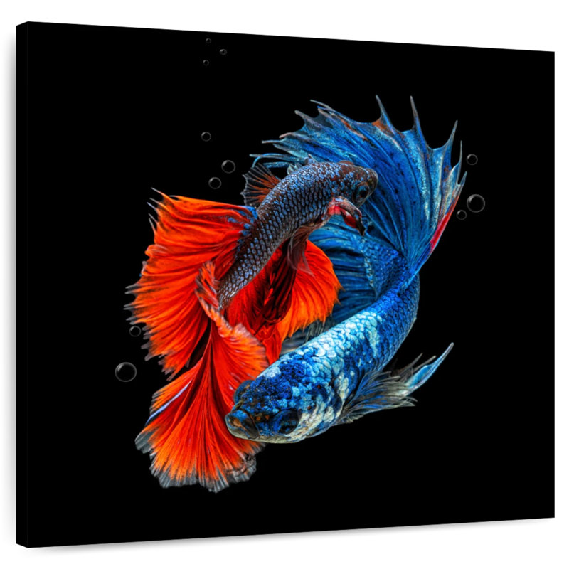 Brametta, poisson Betta en Thaïlande, H 20 po x l 20 po