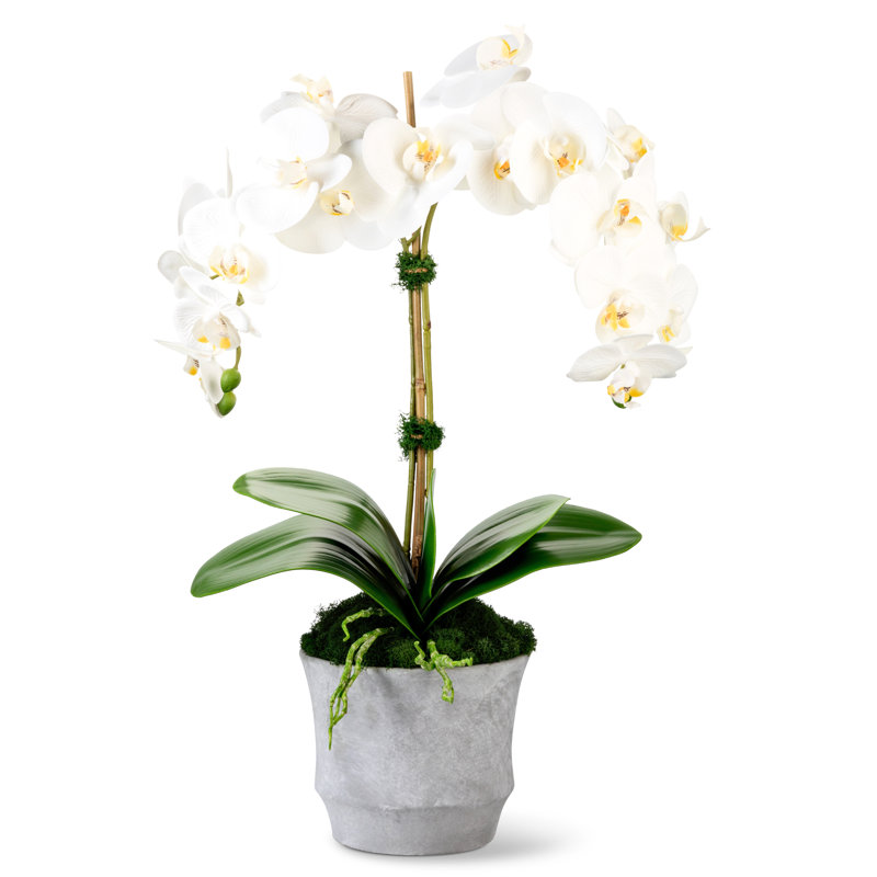 Rosalyn Realtouch Orchid in Cement Vase, White
