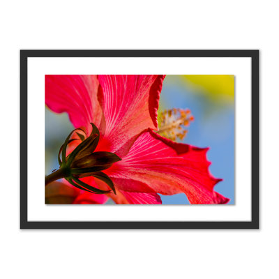 Silly Little Ant by Geoffrey Baris  Picture Frame Photograph Print on Paper