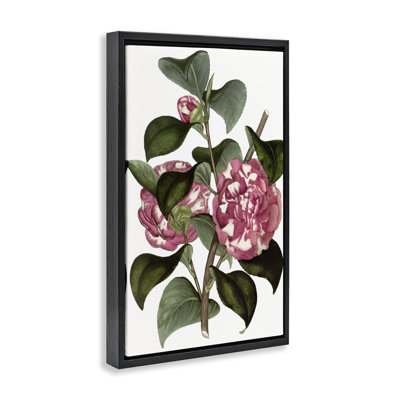 Fleurs d'œillets sauvages