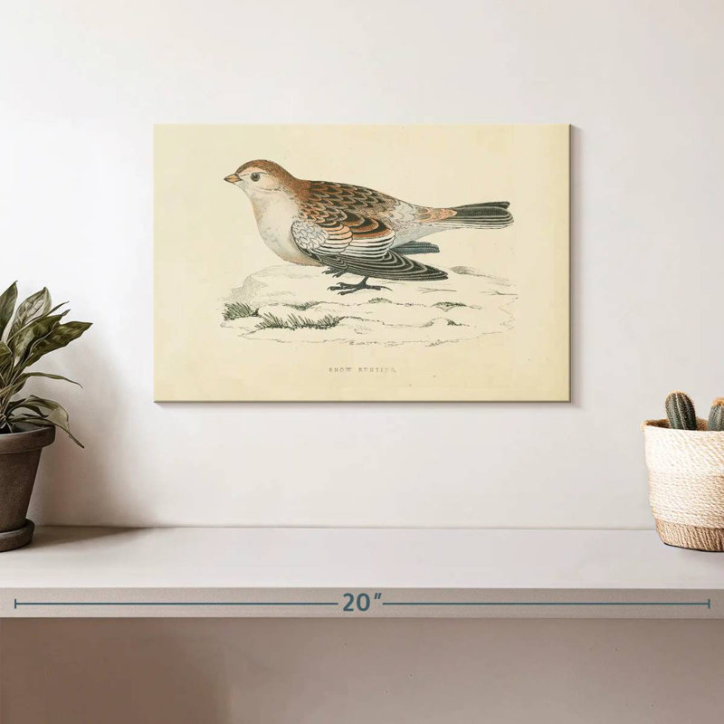 Crowle Snow Bunting Print