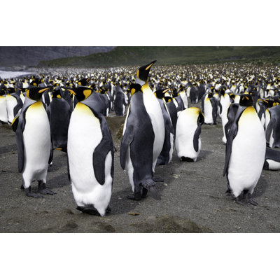 King Penguins Antarctica par Mlenny
