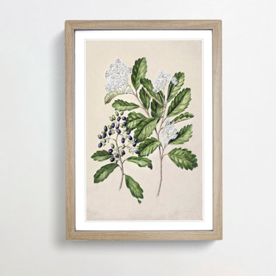 Kaikomako Flowers by Sarah Featon - Framed Print