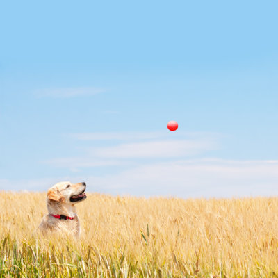 Golden Labrador - Wrapped Canvas Print