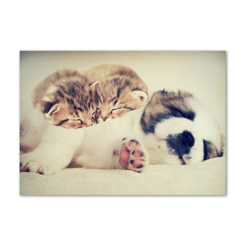 Two Cats And A Dog - Wrapped Canvas Print