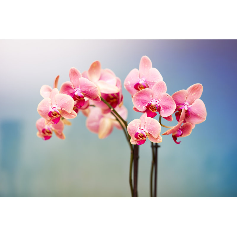 Pink And White Orchid - Wrapped Canvas Print, 81cm H x 122cm W