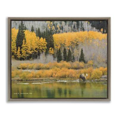 Moose at Priest Lake Framed Floater Canvas Wall Art by Chris Vest