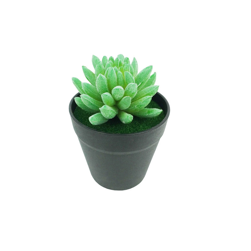 Pot à fleurs 3,5 po x 3,5 po x 5,1 po de diamètre avec plante grasse verte Budha