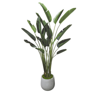 Bird of Paradise in Fiberstone Planter