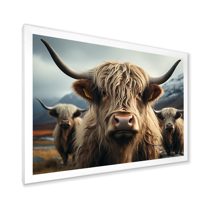 Majestic Highlands Yaks sur toile, Cadre simple blanc, H 34 po x l 44 po x P 1,5 po