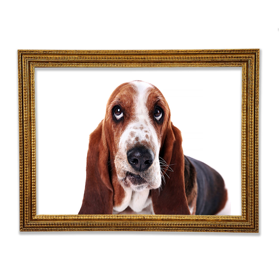 Basset Hound Look - Druck