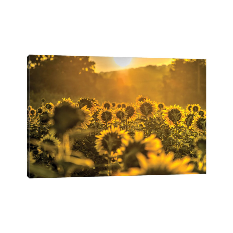 Into The Sun by David Gardiner - Print on Canvas, 66.04 cm H x 45.72 cm W x 3.175 cm D, Wrapped Canvas