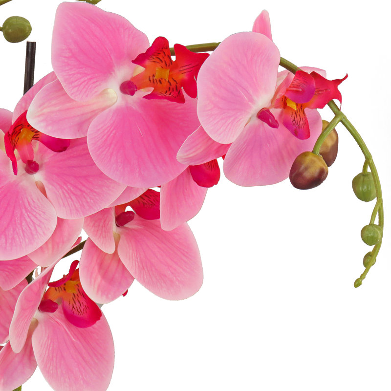 Fleur d'orchidée en pot, Rose