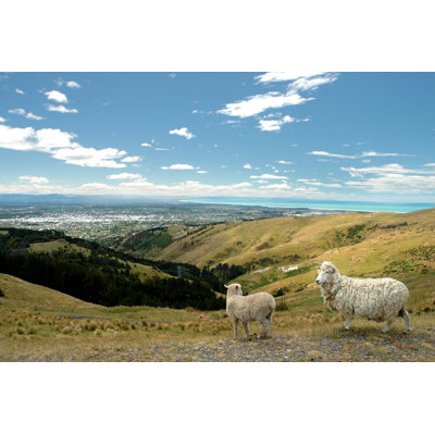 Boxborough Two Sheep On Hill by RhondaSuka - Wrapped Canvas Print