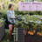 Millerville Raised Garden Bed-8x4x1.5 FT-2088059991-2146298834