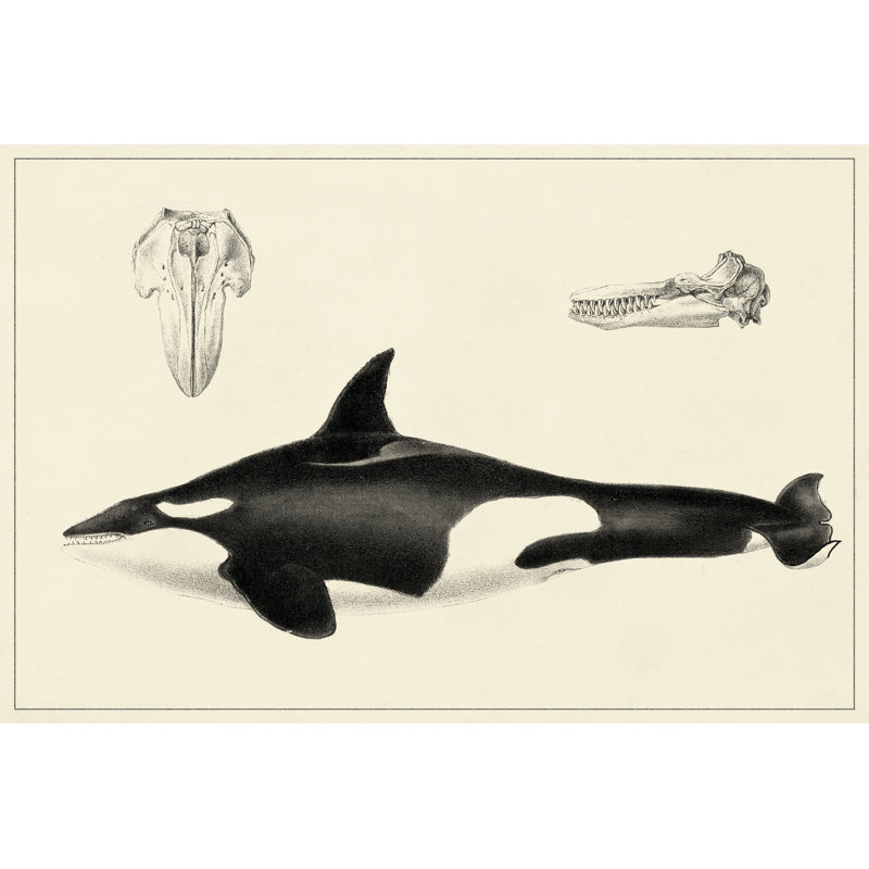 Antique Whale Study I - Wrapped Canvas Print, 51cm H x 76cm W x 3.8cm D
