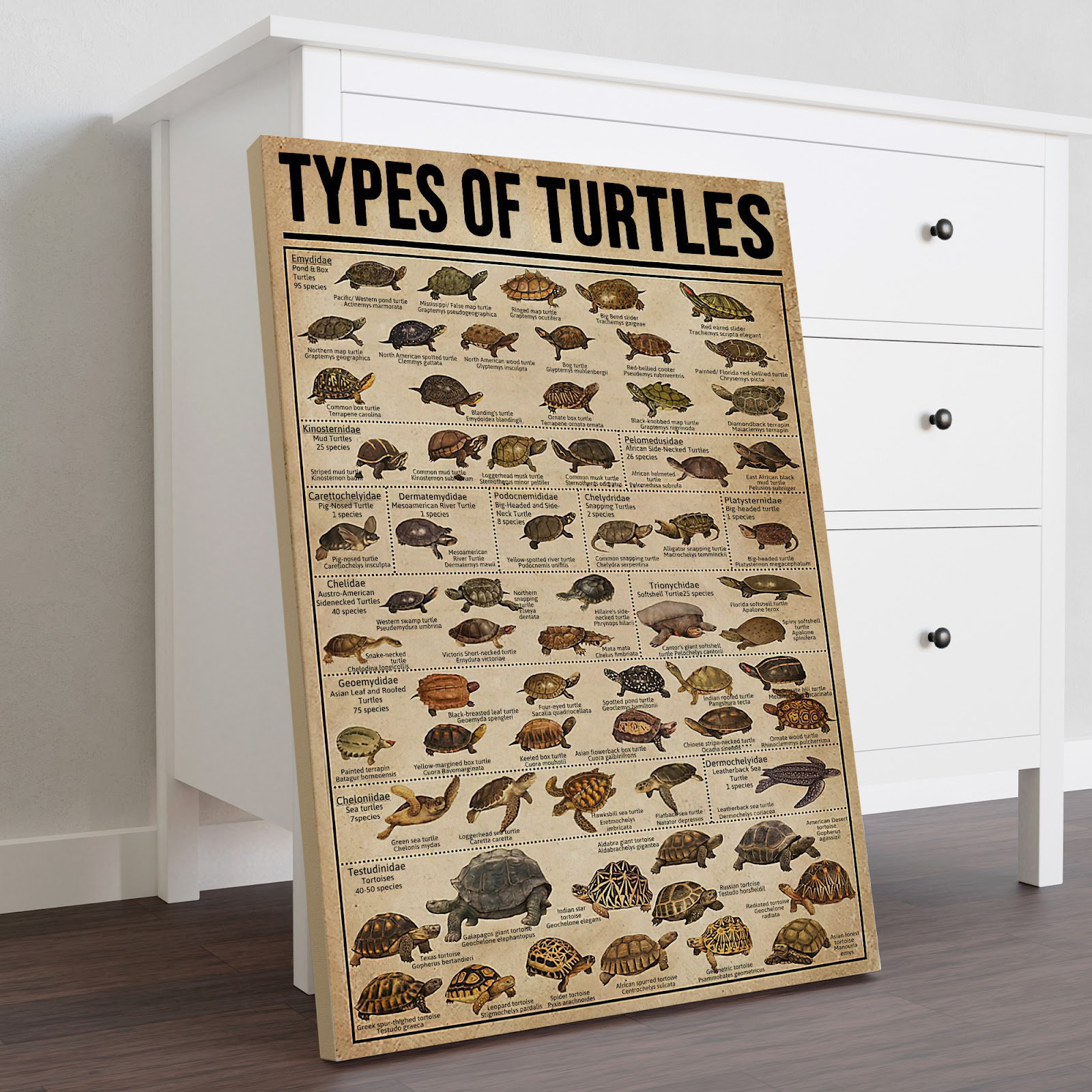 Trinx Types Of Turtles Gallery Wrapped Canvas - Reptile Nautical Animal ...