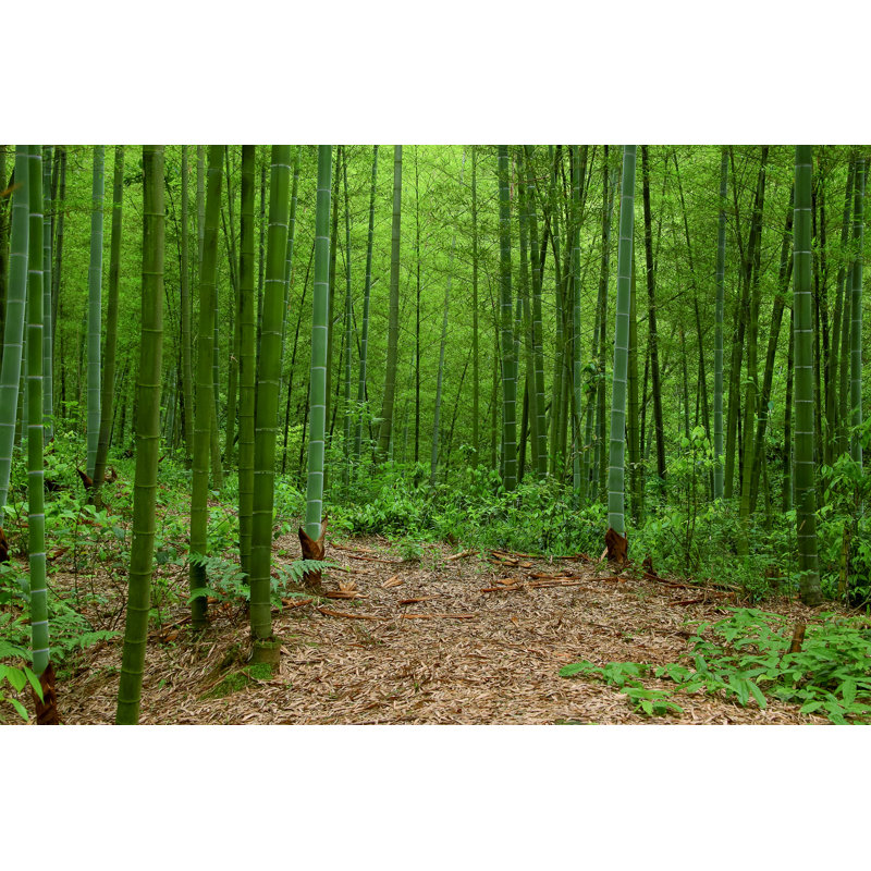 Bamboo Forest, China - Wrapped Canvas Print, 81cm H x 122cm W x 3.8cm D