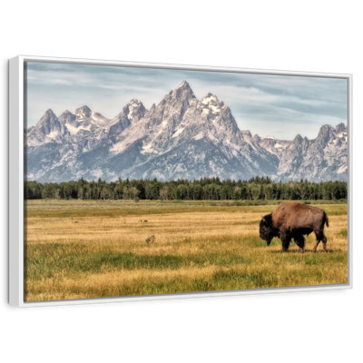 Bull Bison In Grand Teton