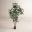 Fiddle Leaf Fig Tree in Pot