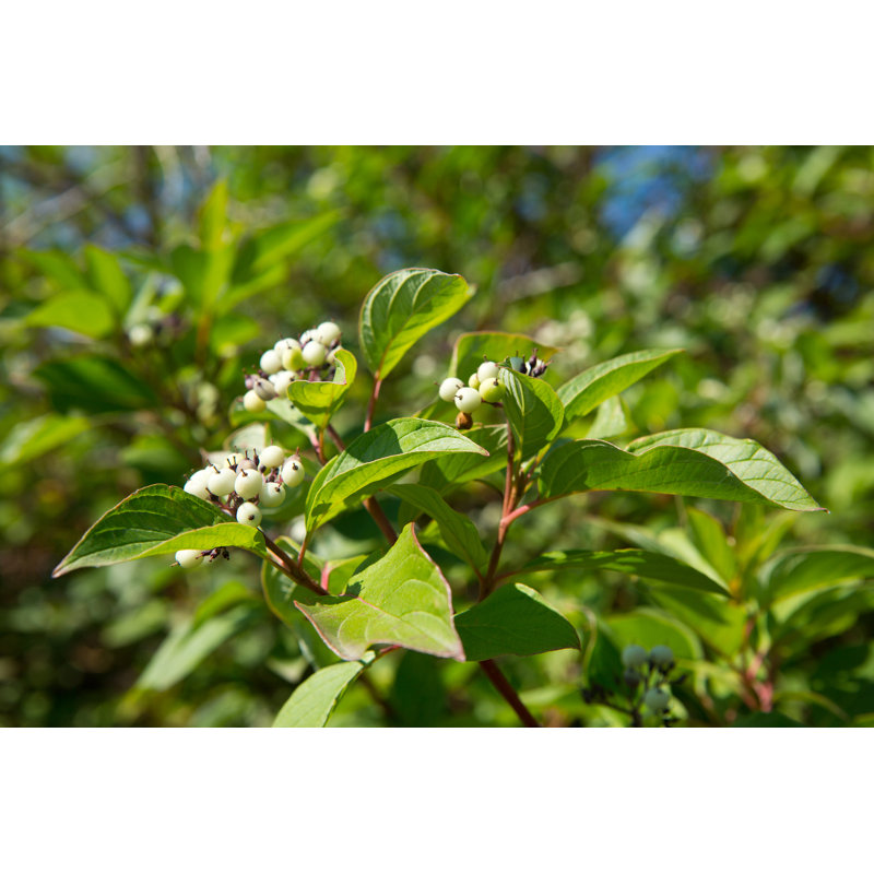 Red Osier Dogwood by Skyscapes - Wrapped Canvas Print, 30cm H x 46cm W