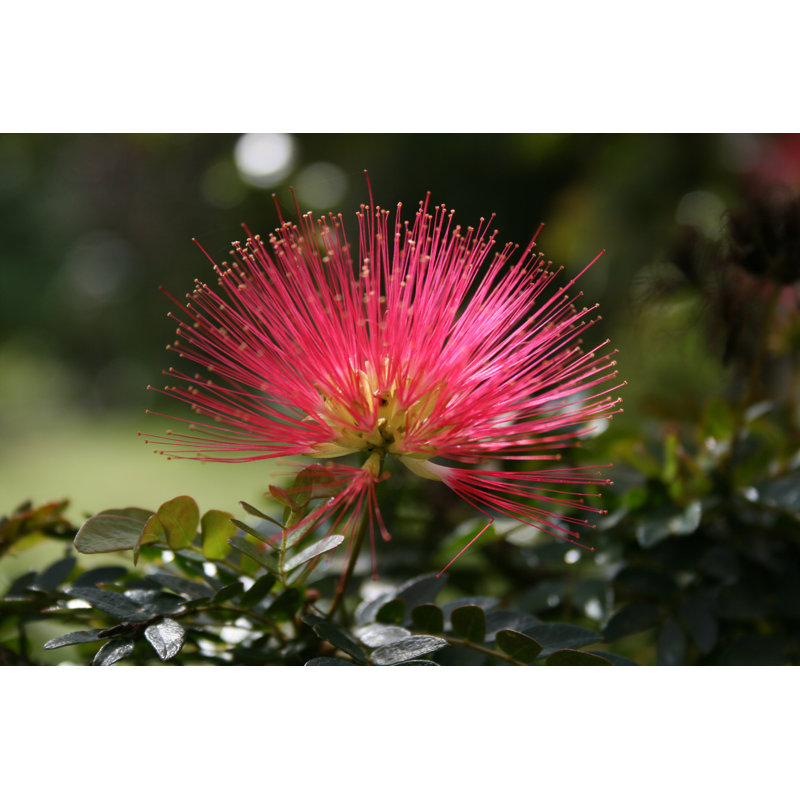Calliandra Flower by Gwenythlloyd - Wrapped Canvas Print, 30cm H x 46cm W