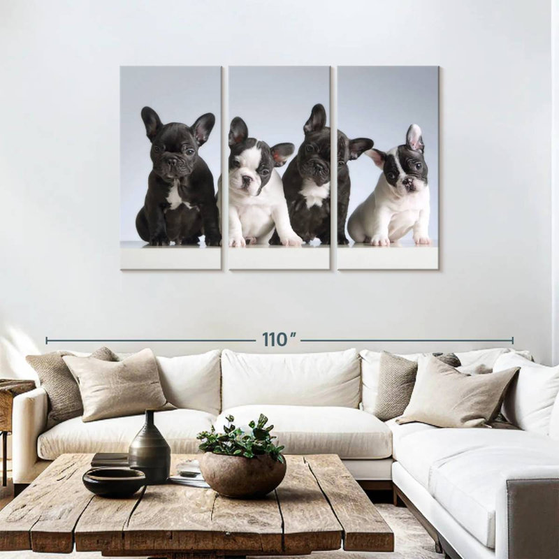 Chiots bouledogue français Brampt, H 48 po x l 74 po