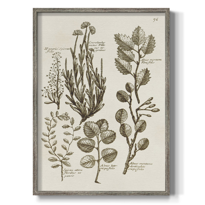 Sepia Botanical Journal VIII Framed Print - Solid Wood, 11" H x 9" W