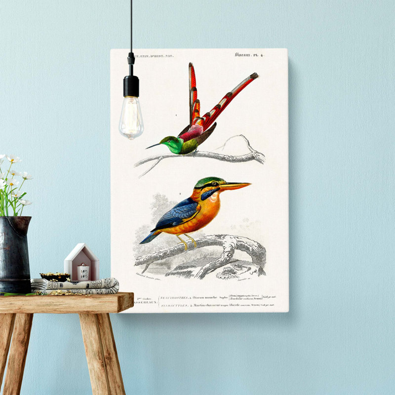 Kingfisher & Hummingbird by Charles D' Orbigny - Wrapped Canvas Painting, 60cm H x 40cm W x 3cm D