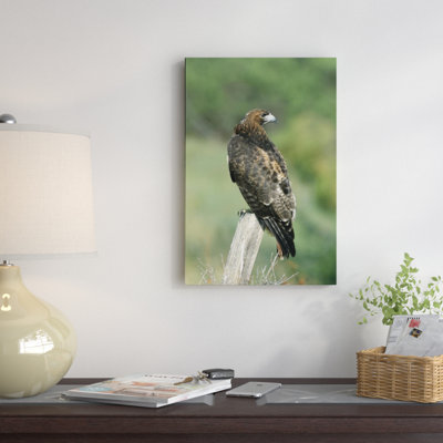 " Red-Tailed Hawk Perching "
