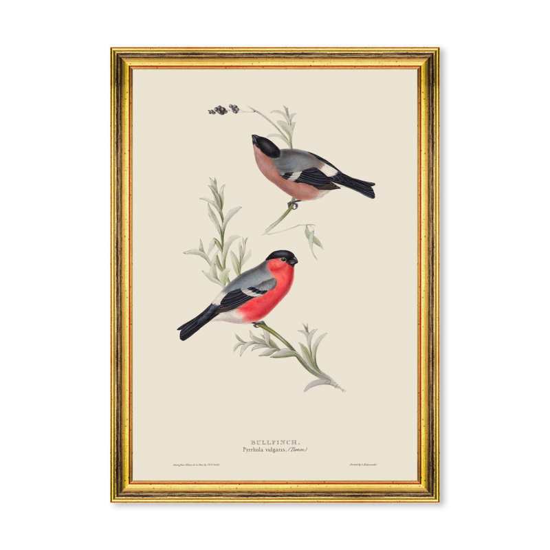 BULLFINCH
