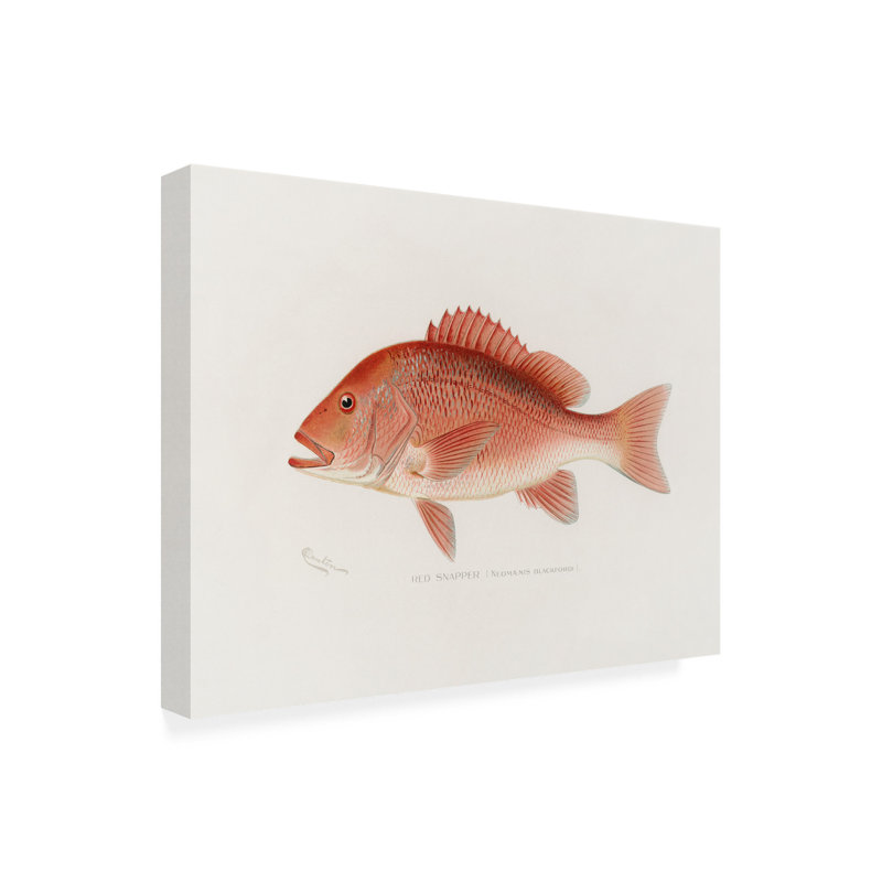 Art sur toile Sherman F. Denton Red Snapper, H 14 po x l 19 po