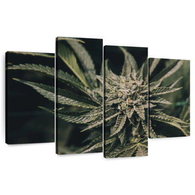 Plante de marijuana Senne