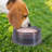 Pet Bowl-98664299