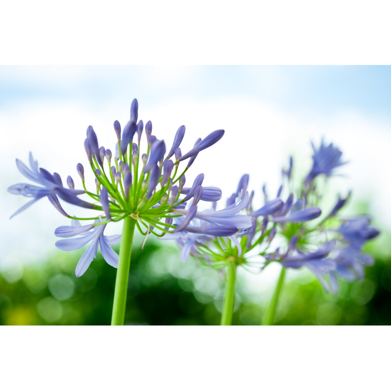 Agapanthus Lily by Terrababy - Wrapped Canvas Print, 81cm H x 122cm W