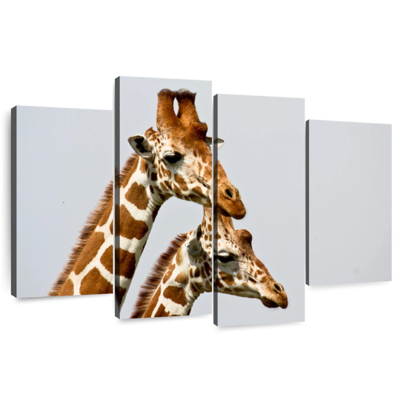 Brampt, girafes de Somali