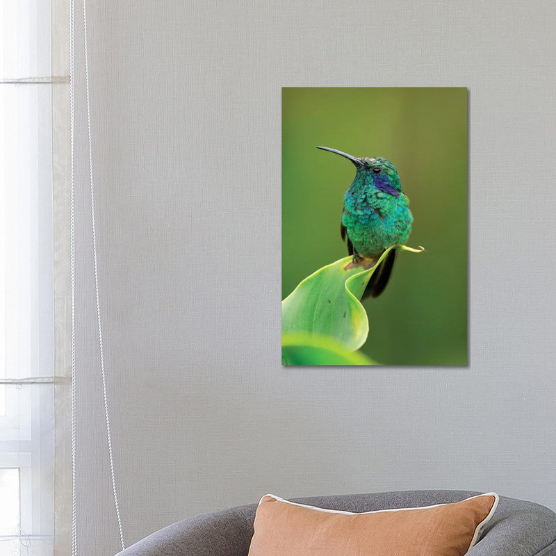 Green Violet-Ear Hummingbird Perched On Leaf, Costa Rica by Thomas Marent - Wrapped Canvas Print