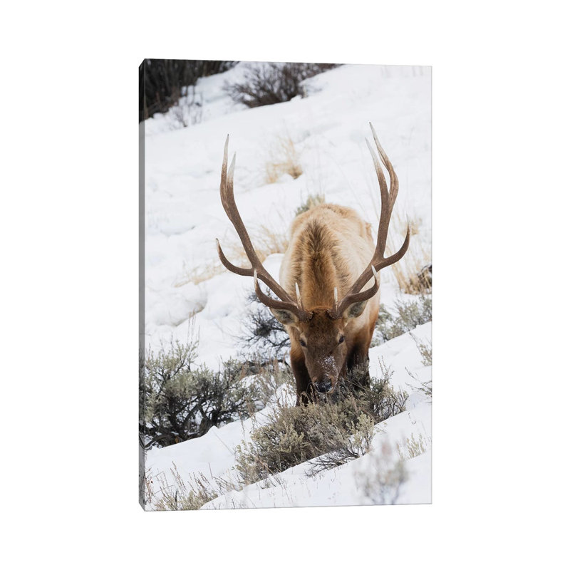 Rocky Mountain bull elk, winter survival 1 Piece Wrapped Canvas Wall Art, 101.6 cm H x 66.04 cm W x 1.91 cm D