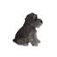 Statue chiot Schnauzer assis