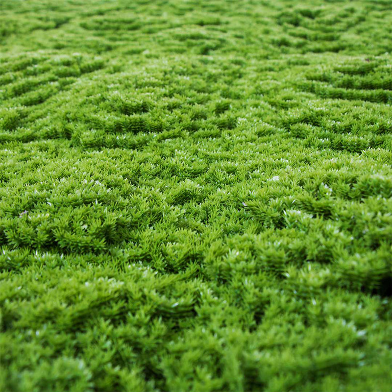 Faux Vertical Garden, Moss