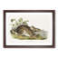 Swamp Hare by J.W. Audubon - Picture Frame Art Prints-55616762-55616765