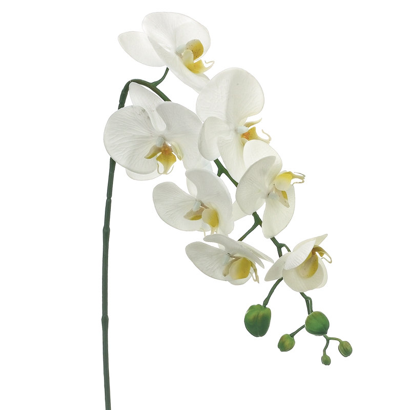 28.5" Phalaenopsis Orchid Spray White (2 Stems per Box)