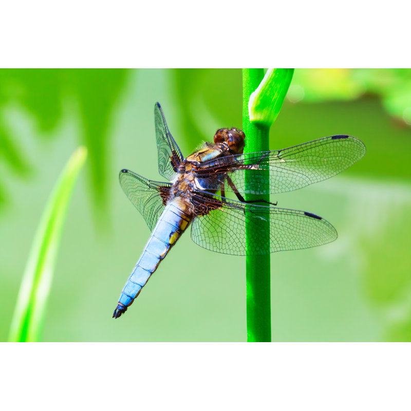 Alburnett Dragonfly - Wrapped Canvas Print, 81cm H x 122cm W x 3.8cm D