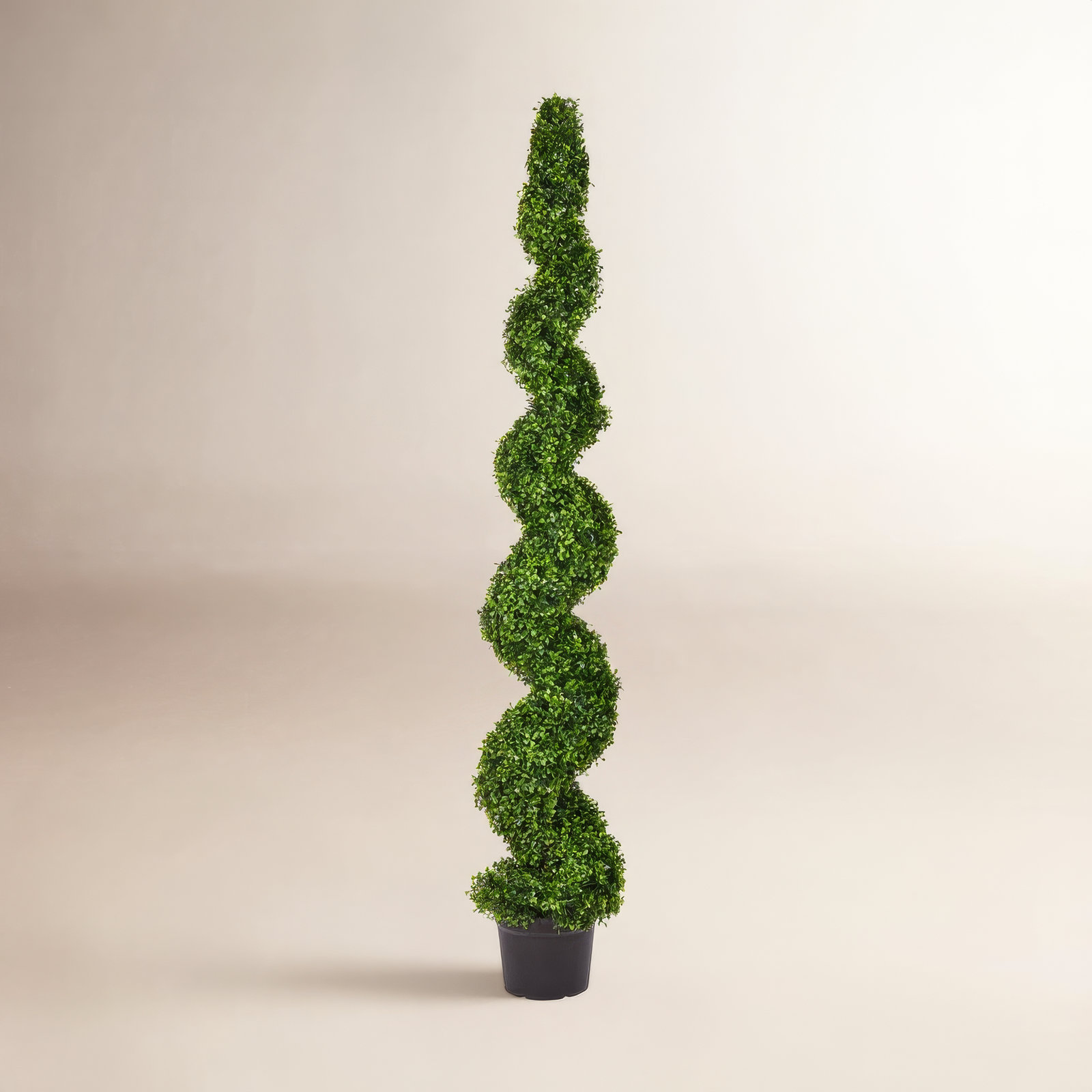 Boxwood Topiary in Pot, 72" H x 13" W x 13"D