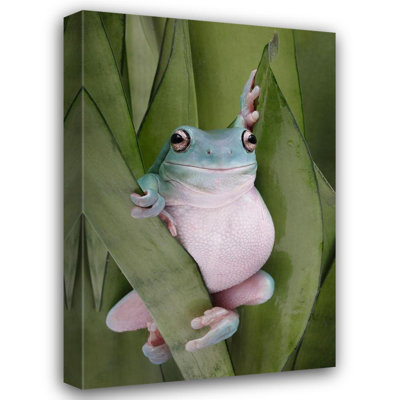 Lark Manor™ D Lester, Linda Gallery Wrapped Canvas Art Titled: A Whites Tree Frogs Pose