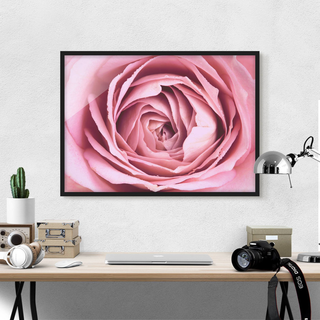 Gerahmtes Poster Pink Rose Flower